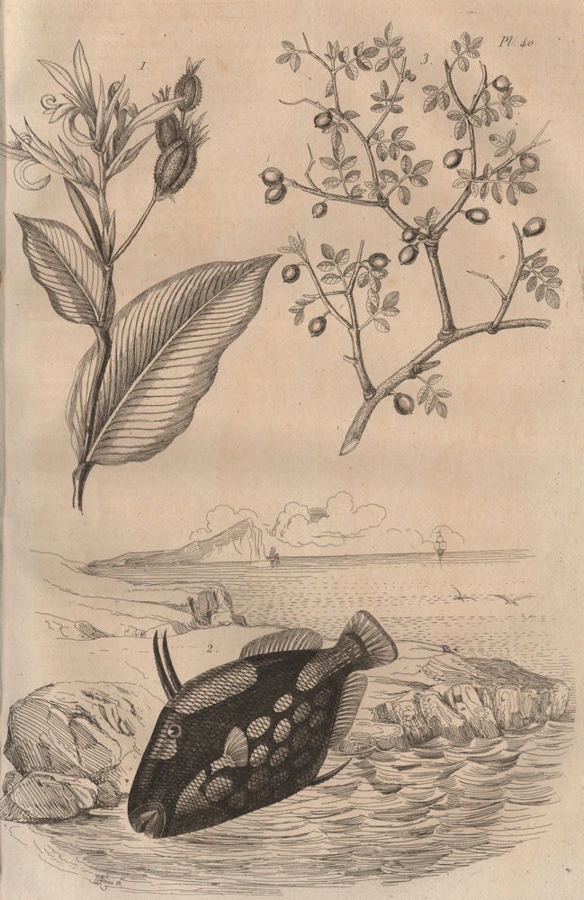 Balisier (Heliconia). Ballista (Clown Triggerfish). Balsam of Mecca 1834 print